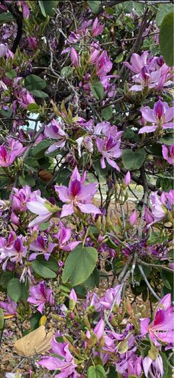 Orchid tree seeds (10)