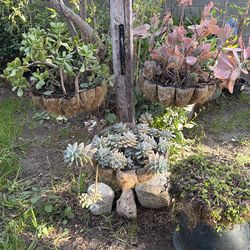 Bundle plants / plantas  en canastas
