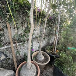 Ponytail Palm Tree’s 