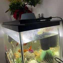 Fish Tank 