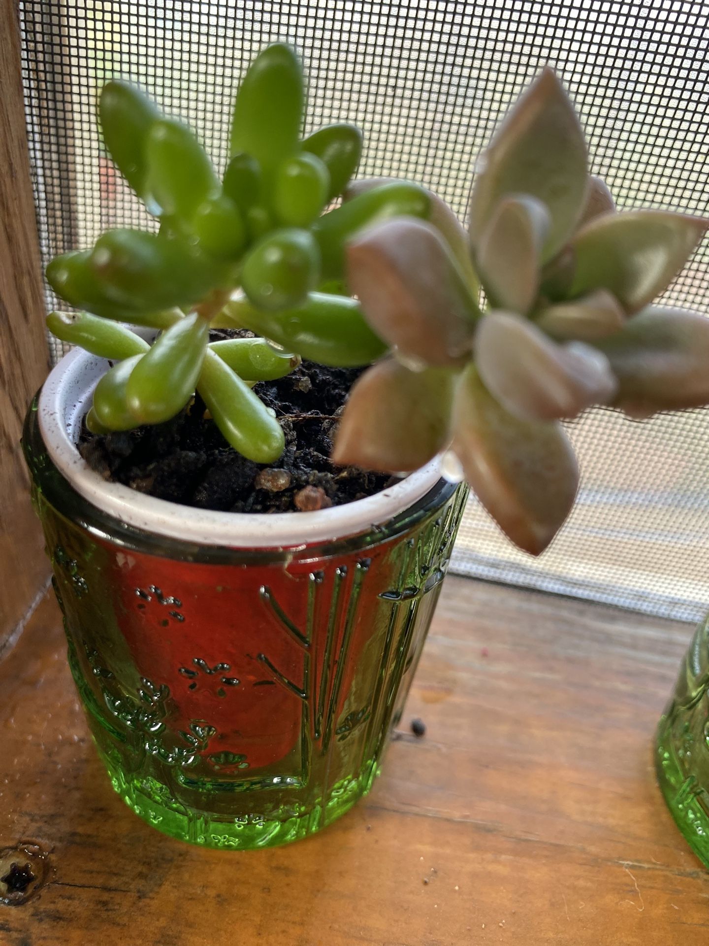 Small Succulents