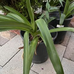 Bonitas Plantas, Bote, Cinco, galones listos para florear Es Color Azul 