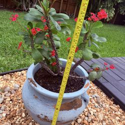 Potted Plants W/planters