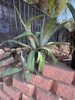 Agave plants