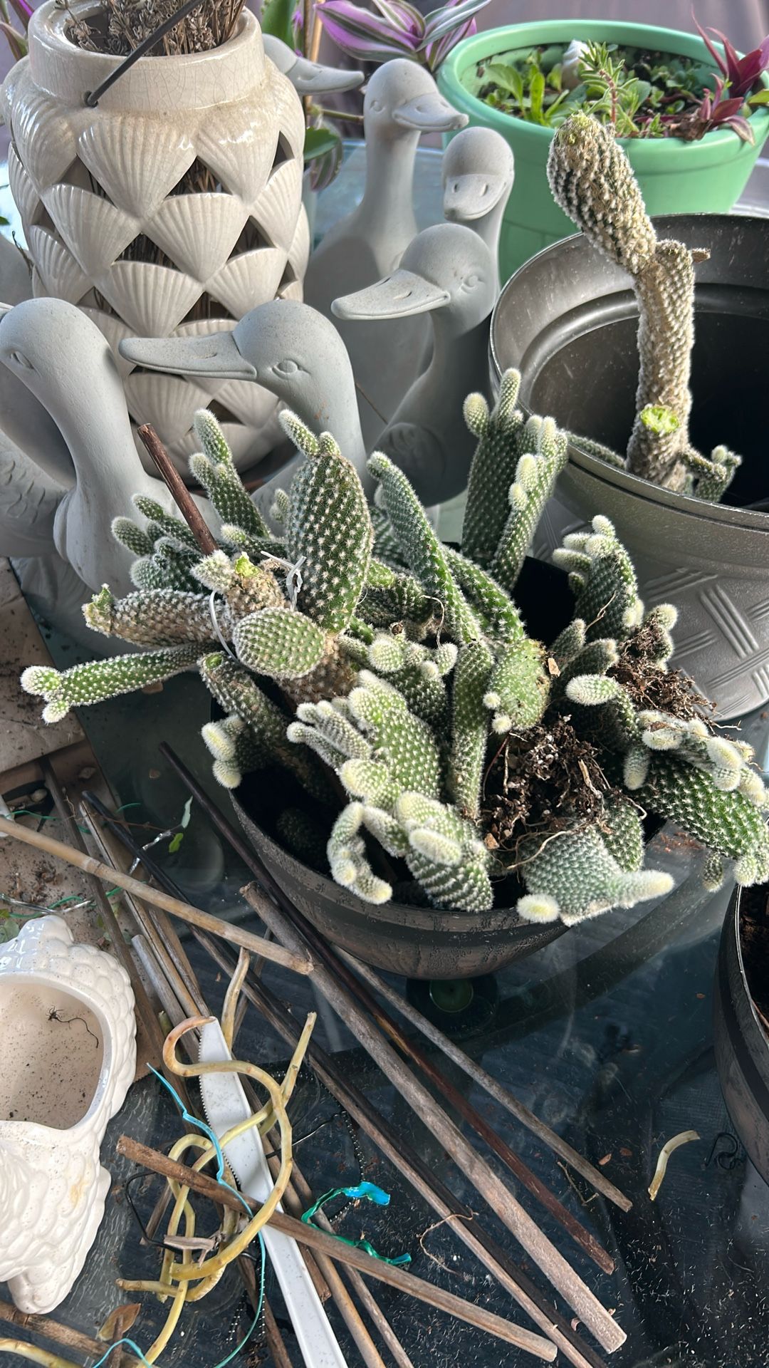 Mickey Mouse Succulents For Free
