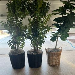 Decorative House Plants