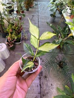 Hoya Polyneura inner variegated