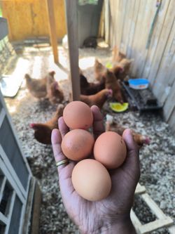 Fresh Eggs
