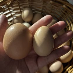 Hatched Eggs