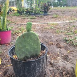 Cactus  Fruits 
