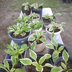 15 Good Rooted Hostas For Sale!!