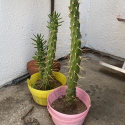  $20 For All 4 Pots. Great Deal. Succulent!