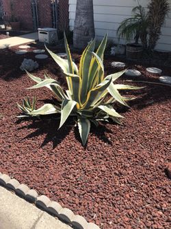 Big Cactus