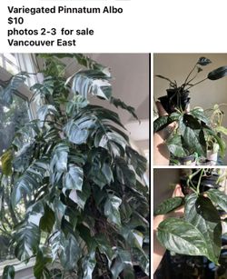 Epipremnum Pinnatum Albo