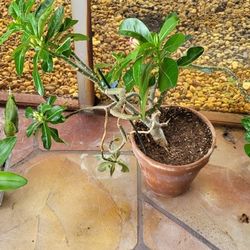 Live Dessert Rose Plant