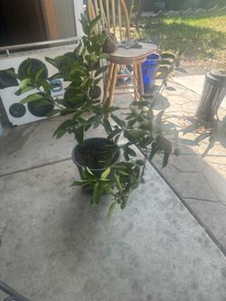 Tree of lemon