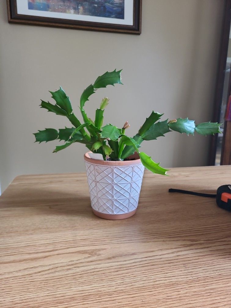 Plant And Pot $6 Each Christmas Cactus