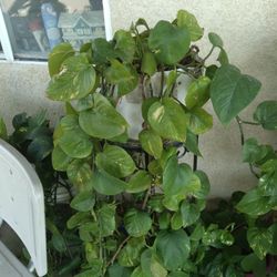 Planta De Enredadera