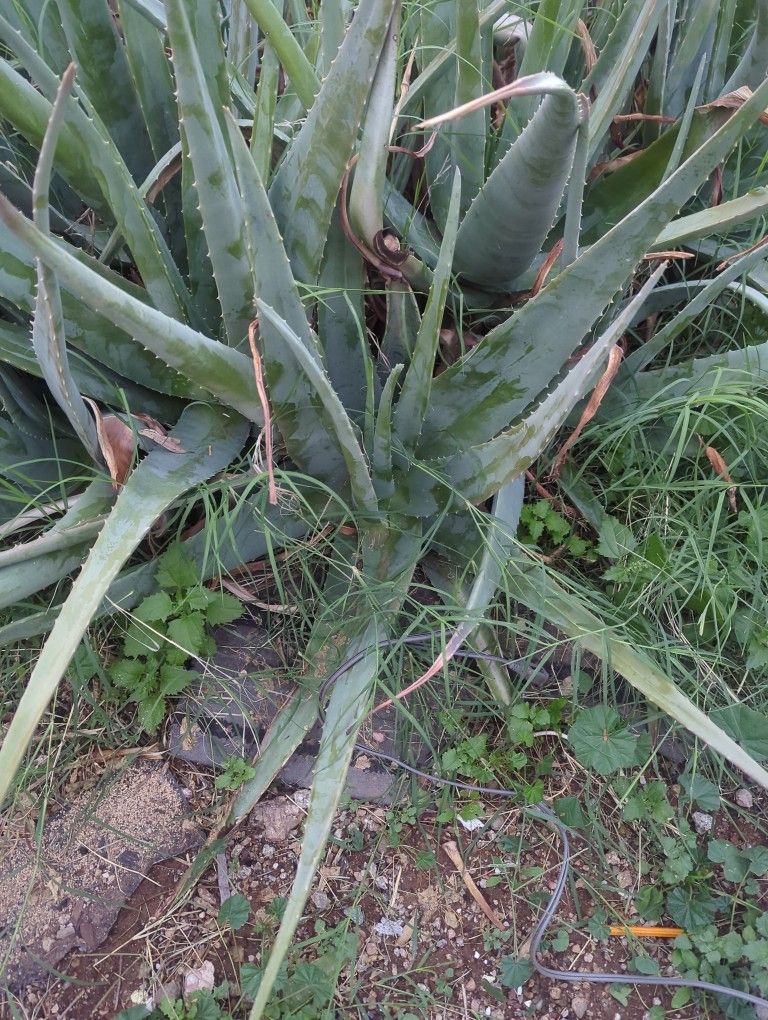 Fresh Aloe Vera
