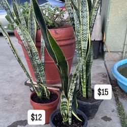 Snake Plants 