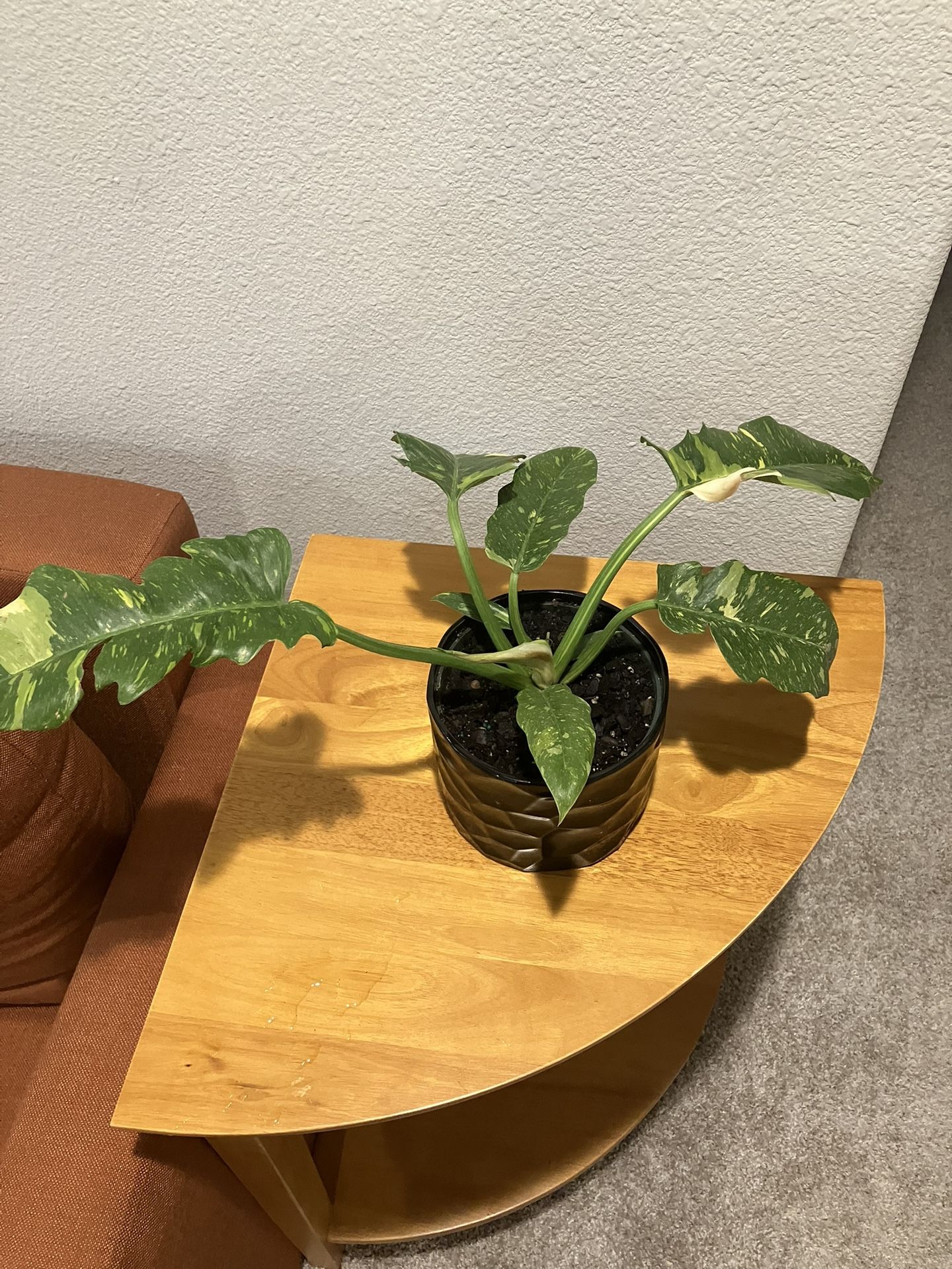 Healthy House Plant Beautiful Ceramic Pot