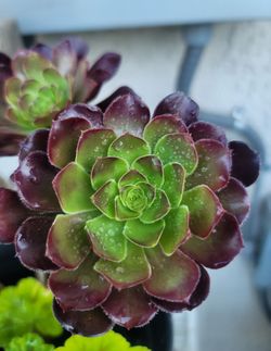 ORGANIC BLACK-ROSE AEONIUM  AND RED-FLOWER GERANIUM PLANTS.