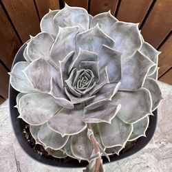 Succulent Echeveria Swan Lake  Plant 🪴 