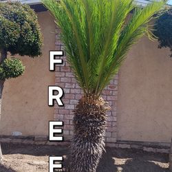 Free palm tree you remove it
