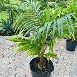 Fiji Dwarf (Niu Leka) Coconut Palm (15g)