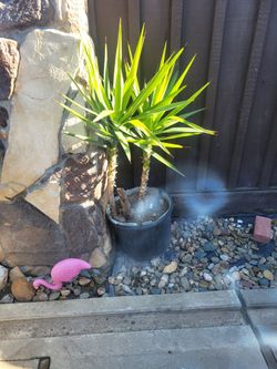 Yukka palm