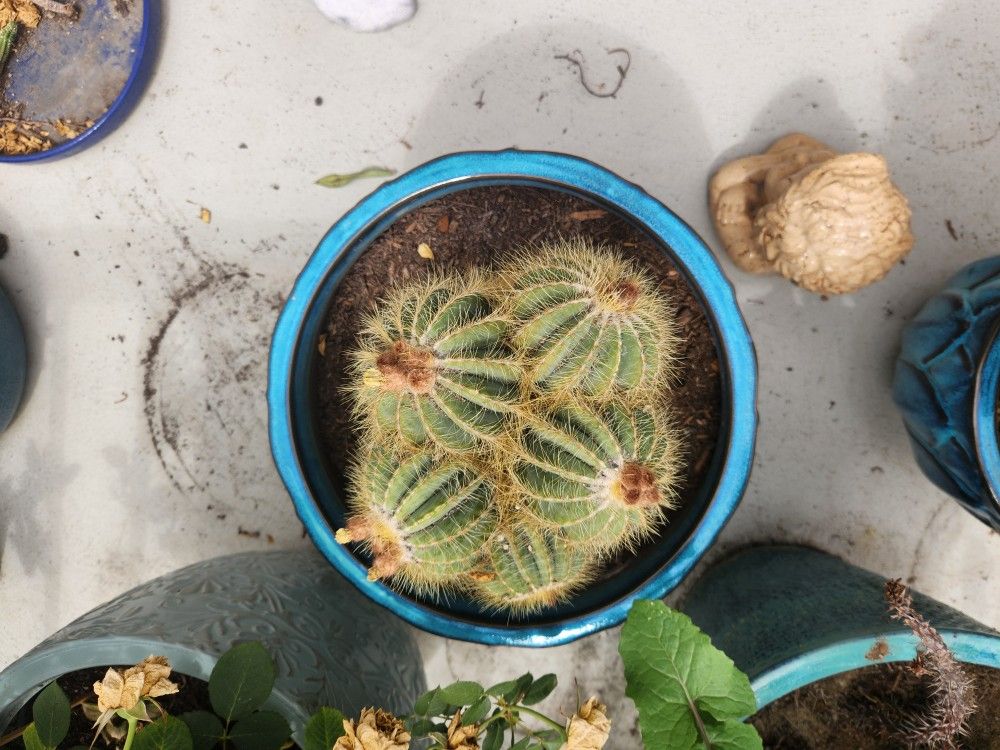 ball cactus (parodia magnifica) and blue ceramic pot