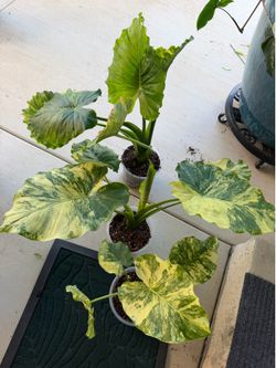 Alocasia Gageana Aurea