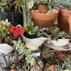 Cute Succulent Planters