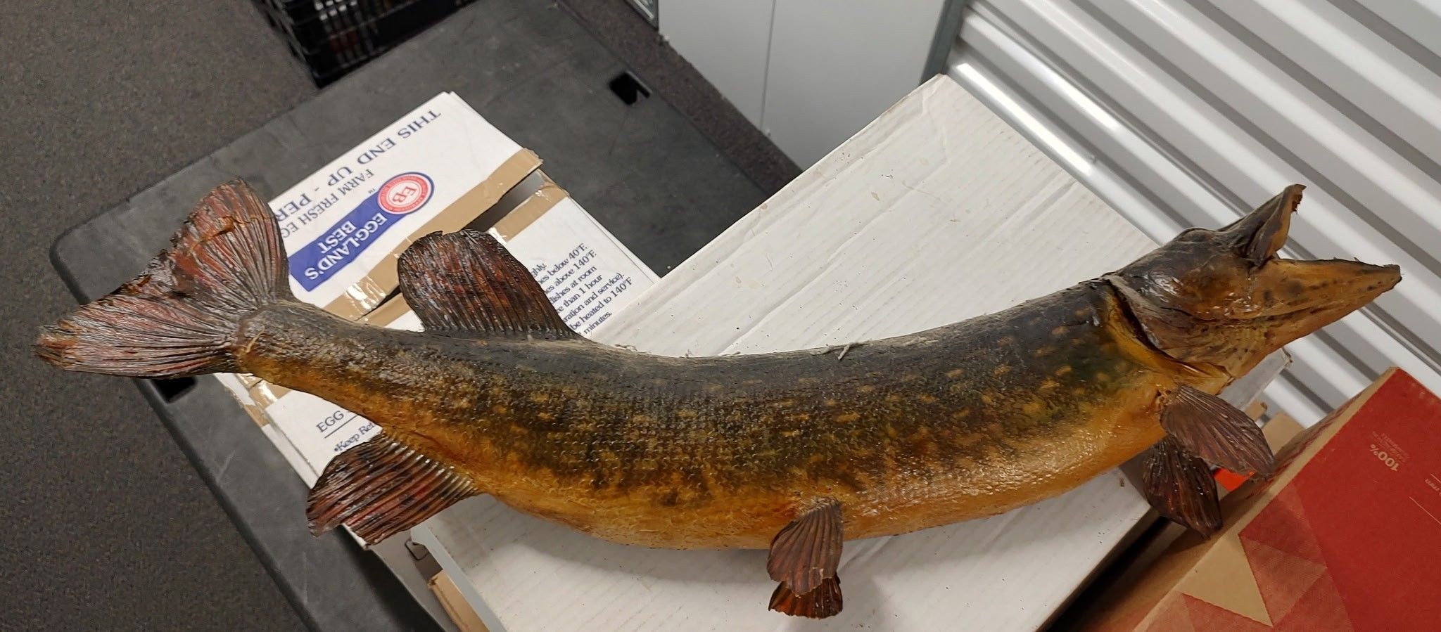 Fish Mount 