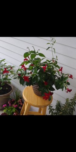 House plant in large pot