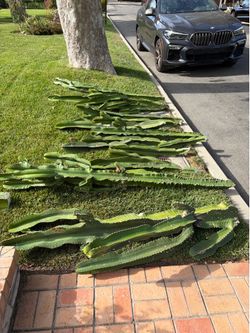 Free cactus cuttings