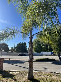 Palm Tree