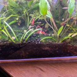 Fish Tank Decoration 