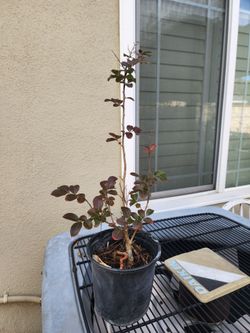 Crepe myrtle plant