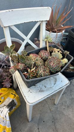 ALL SUCCULENTS plants In Pot / Planta Suculenta 