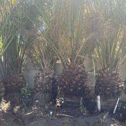 Date Palm Trees