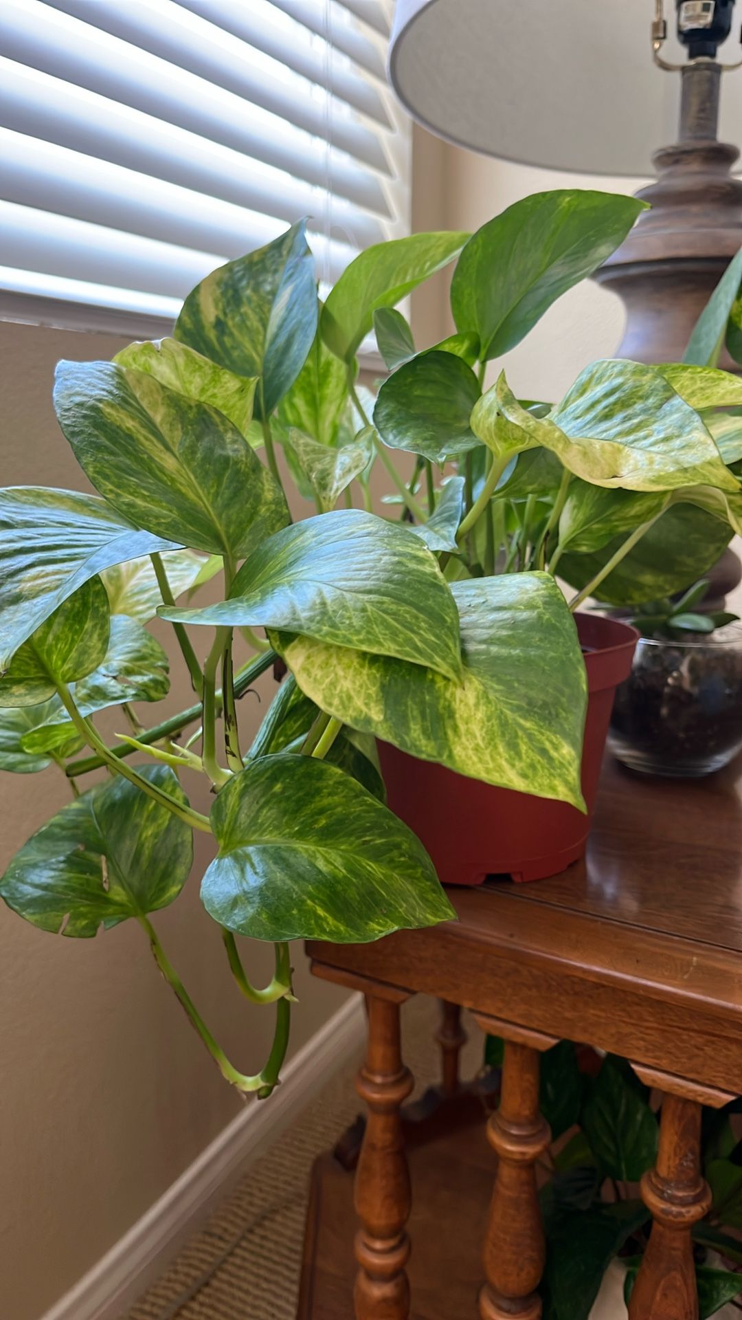 Pothos, Neon Marble Queen 