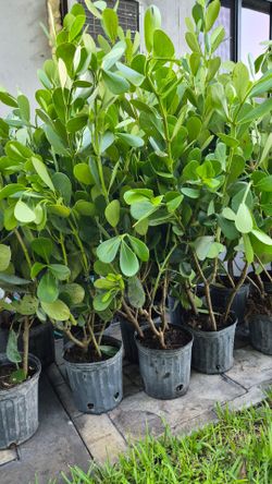 Clusias Plants 4 feet Tall. Instant privacy