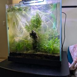 Edgelit Gallon Fish Tank With Stand, Everything Included.