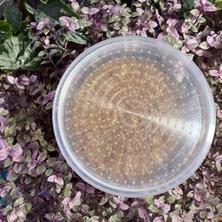 Free Live Mealworms
