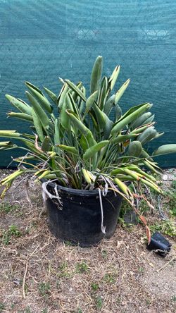 Strelitzia reginae