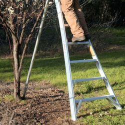 Tripod Orchard Ladder