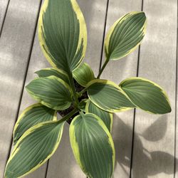 Hosta Perennial Plant. Three Plants In One Pot. Partial Shade/ Shade