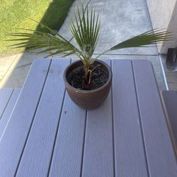 Palm Tree In Ceramic Pot 