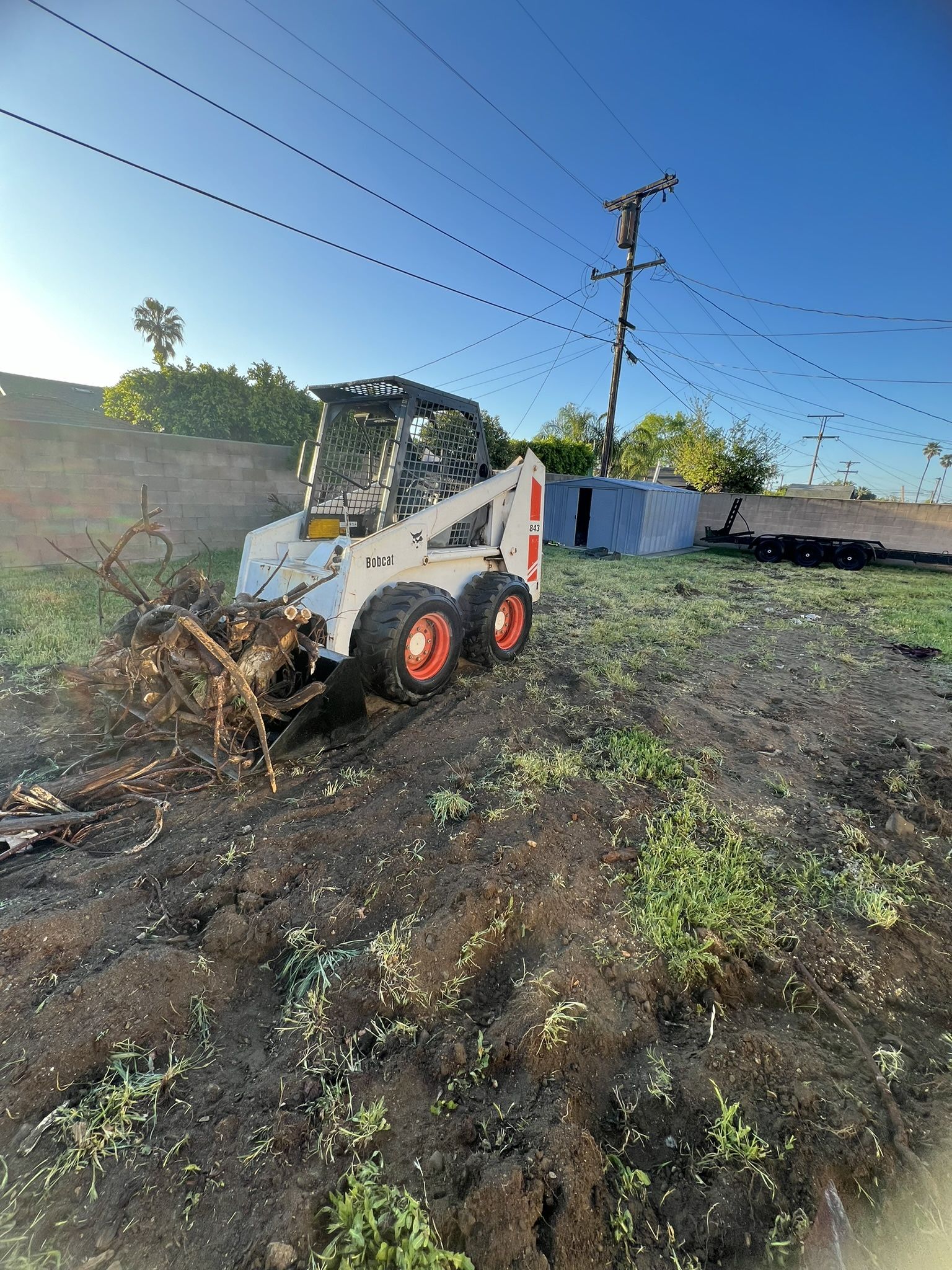 Bobcat Steer